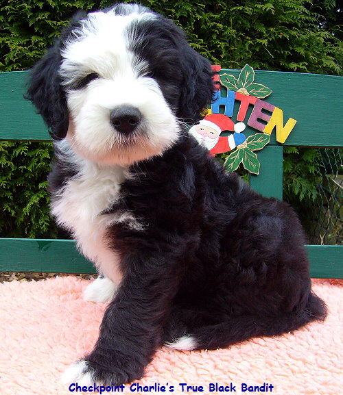 Checkpoint Charlies True Black Bandit