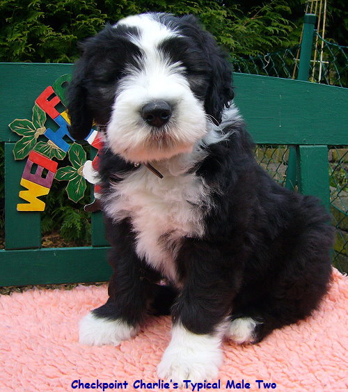 Checkpoint Charlies Typical Male Two