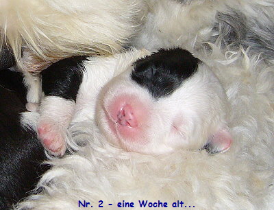Nr. 2 - eine Woche alt...