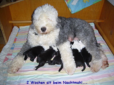 2 Wochen alt beim Nachtmahl...