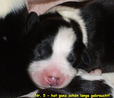 Nr. 5 - hat ganz schn lange gebraucht!
