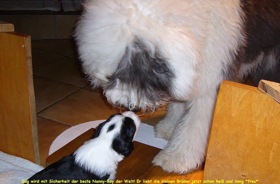 Zag wird mit Sicherheit der beste Nanny-Boy der Welt! Er liebt die kleinen Brder jetzt schon hei und innig *freu*
