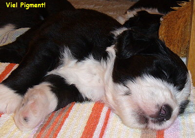 Viel Pigment!