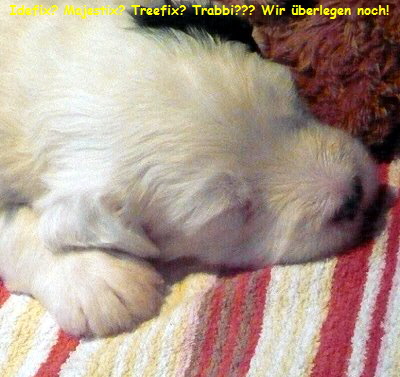 Idefix? Majestix? Treefix? Trabbi??? Wir berlegen noch!
