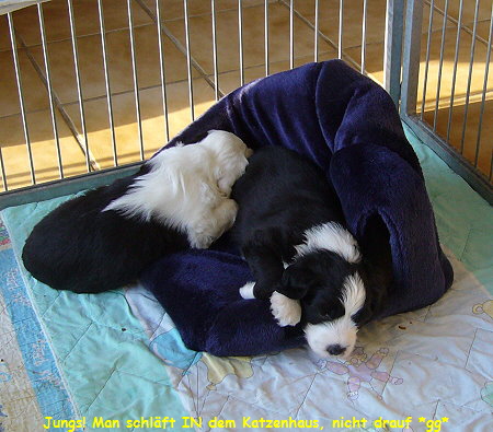 Jungs! Man schlft IN dem Katzenhaus, nicht drauf *gg*