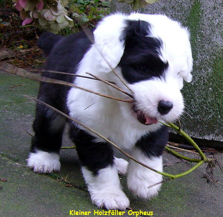 Kleiner Holzfller Orpheus