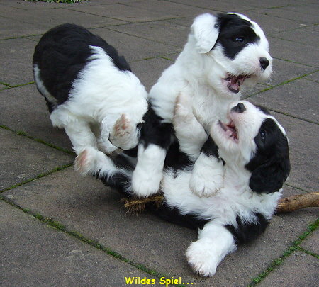 Wildes Spiel...