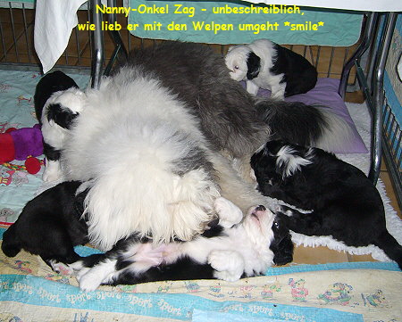 Nanny-Onkel Zag - unbeschreiblich,
wie lieb er mit den Welpen umgeht *smile*
