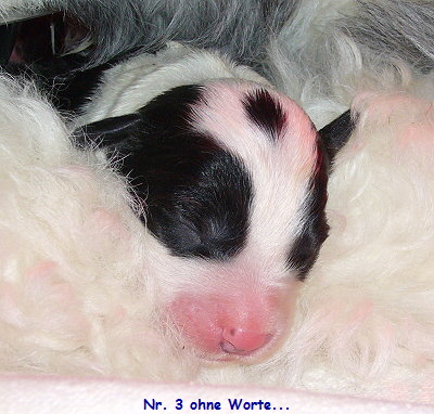 Nr. 3 ohne Worte...