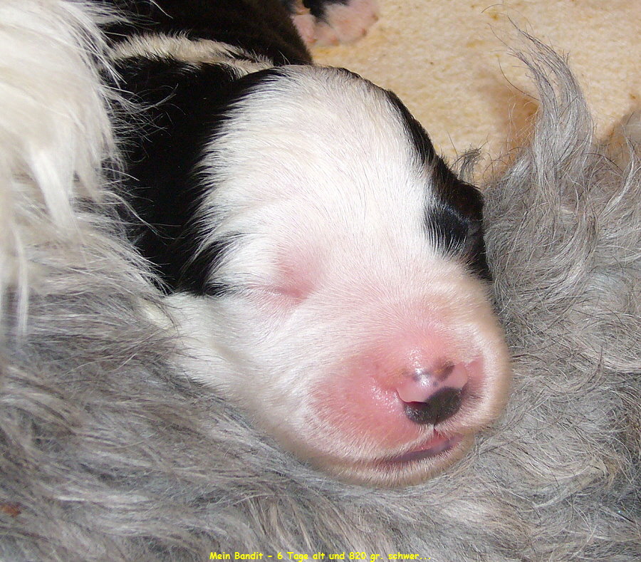 Mein Bandit - 6 Tage alt und 820 gr. schwer...