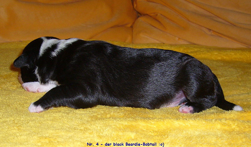 Nr. 4 - der black Beardie-Bobtail :o)