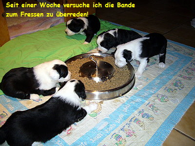 Seit einer Woche versuche ich die Bande
  zum Fressen zu berreden!