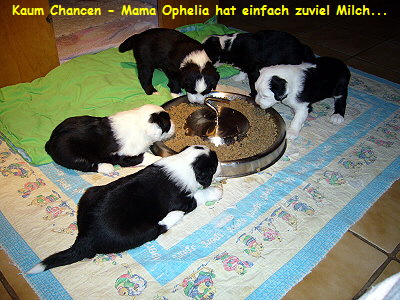 Kaum Chancen - Mama Ophelia hat einfach zuviel Milch...