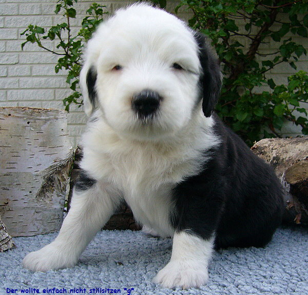 Der wollte einfach nicht stillsitzen *g*