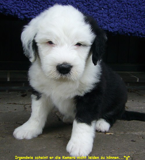 Irgendwie scheint er die Kamera nicht leiden zu können...*g* Irgendwie scheint er die Kamera nicht leiden zu können...*g*
