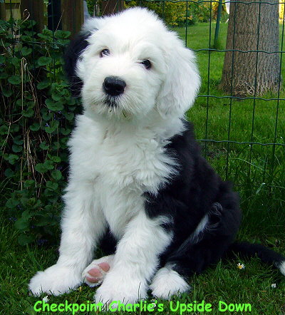 Checkpoint Charlies Upside Down