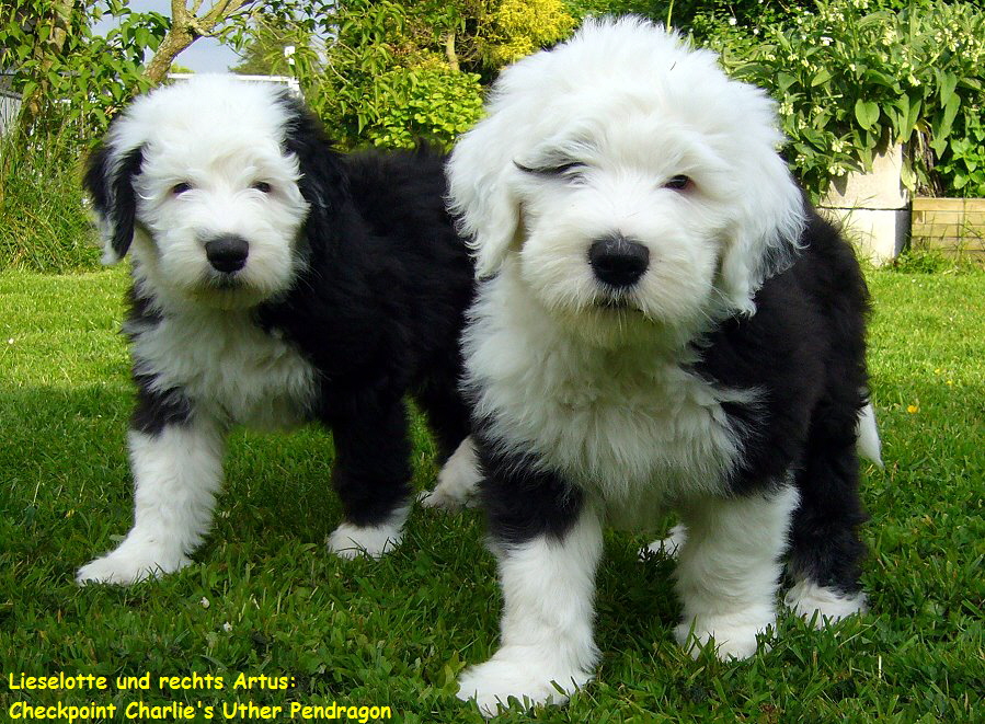 Lieselotte und rechts Artus:
 Checkpoint Charlie's Uther Pendragon