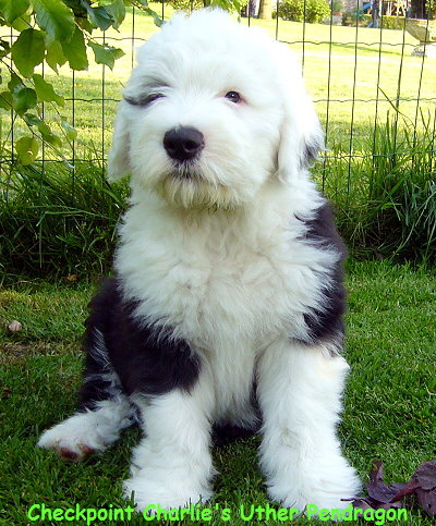 Checkpoint Charlie's Uther Pendragon