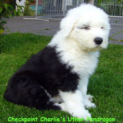 Checkpoint Charlie's Uther Pendragon