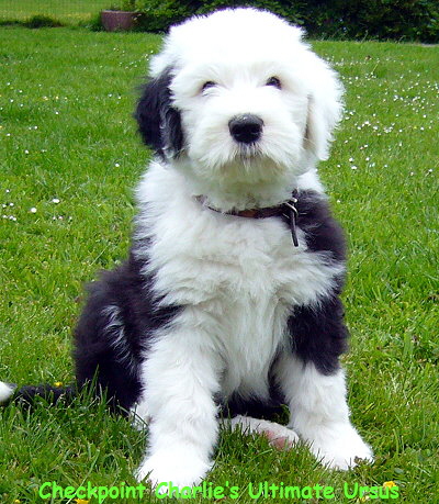 Checkpoint Charlies Ultimate Ursus