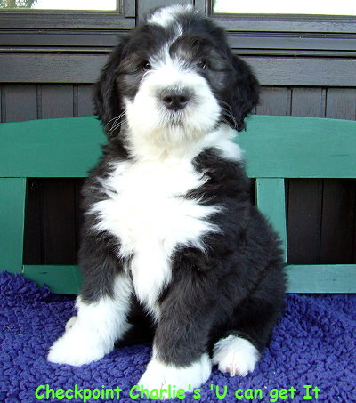 Checkpoint Charlie's 'U can get It