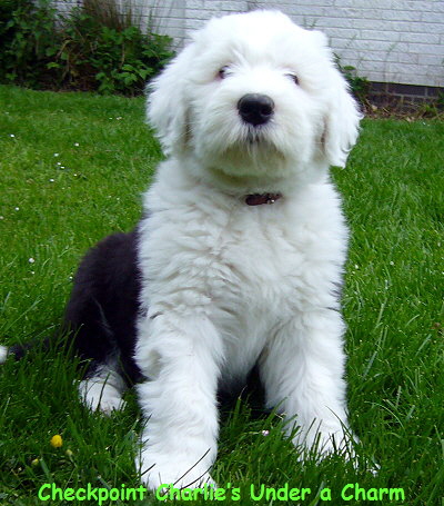 Checkpoint Charlies Under a Charm