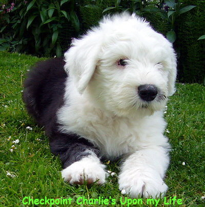 Checkpoint Charlies Upon my Life