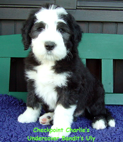 Checkpoint Charlies
Undercover Bandits Uly