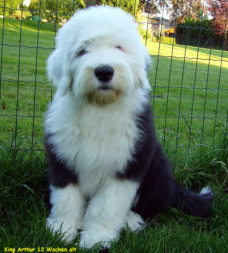 King Arthur 12 Wochen alt