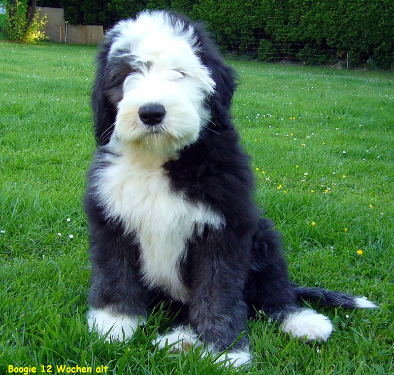 Boogie 12 Wochen alt