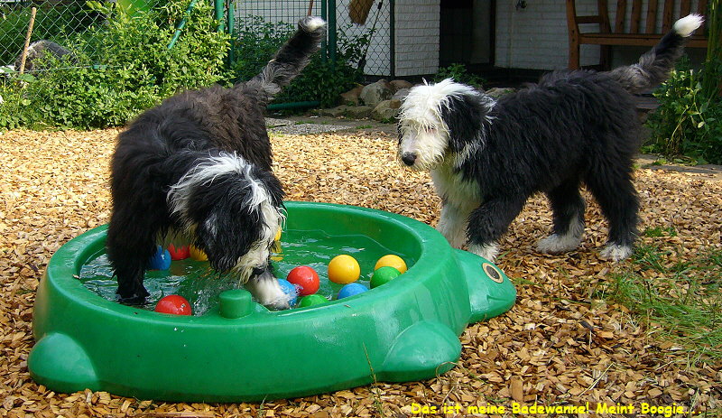 Das ist meine Badewanne! Meint Boogie...
