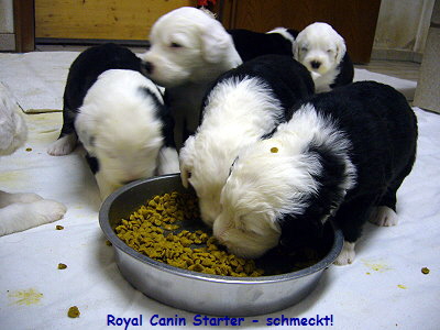 Royal Canin Starter - schmeckt!