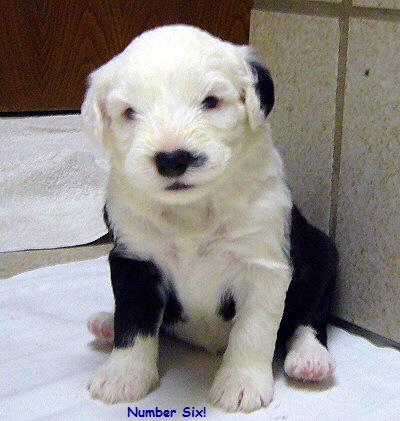 Number Six!