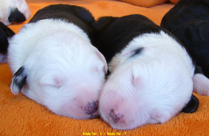 Rde Nr. 2 - Rde Nr. 7