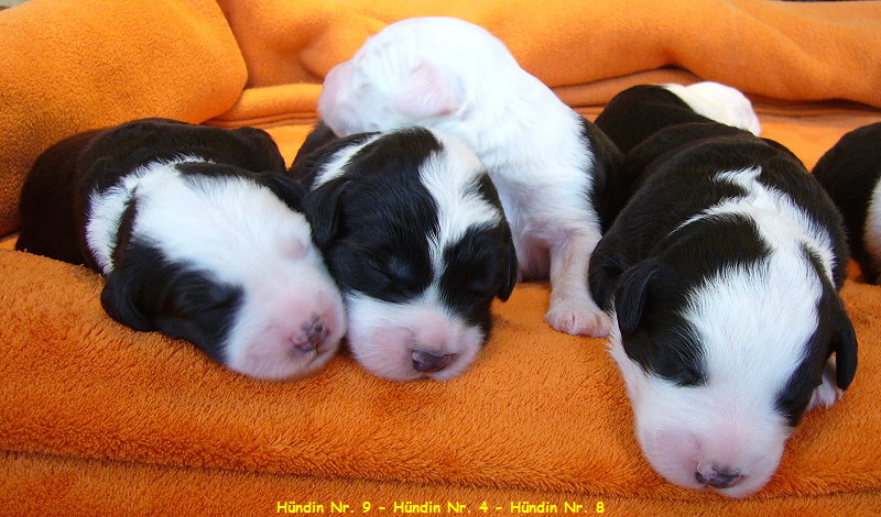 Hndin Nr. 9 - Hndin Nr. 4 - Hndin Nr. 8