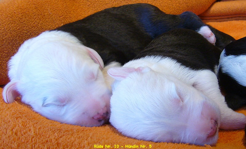 Rde Nr. 10 - Hndin Nr. 5