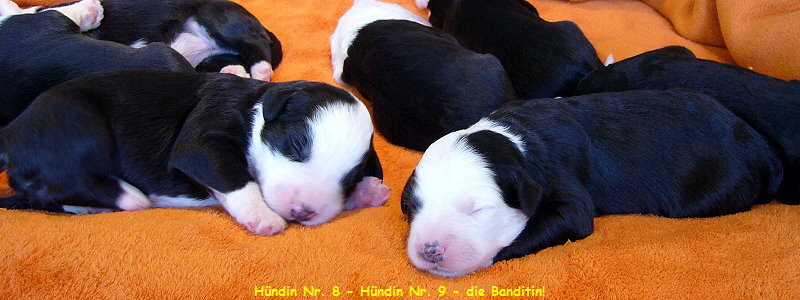 Hndin Nr. 8 - Hndin Nr. 9 - die Banditin!