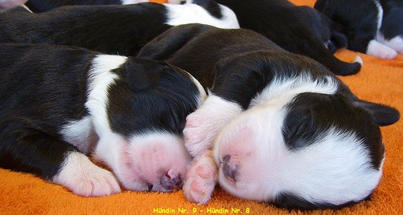 Hndin Nr. 9 - Hndin Nr. 8