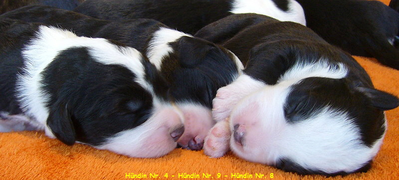 Hndin Nr. 4 - Hndin Nr. 9 - Hndin Nr. 8