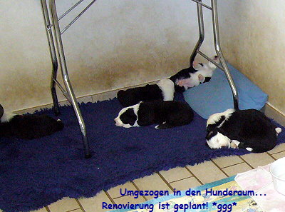 Umgezogen in den Hunderaum...
             Renovierung ist geplant! *ggg*