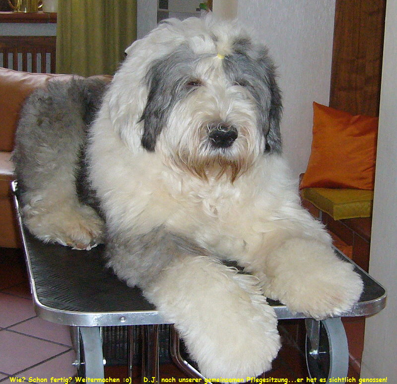 Wie? Schon fertig? Weitermachen :o)    D.J. nach unserer gemeinsamen Pflegesitzung...er hat es sichtlich genossen!