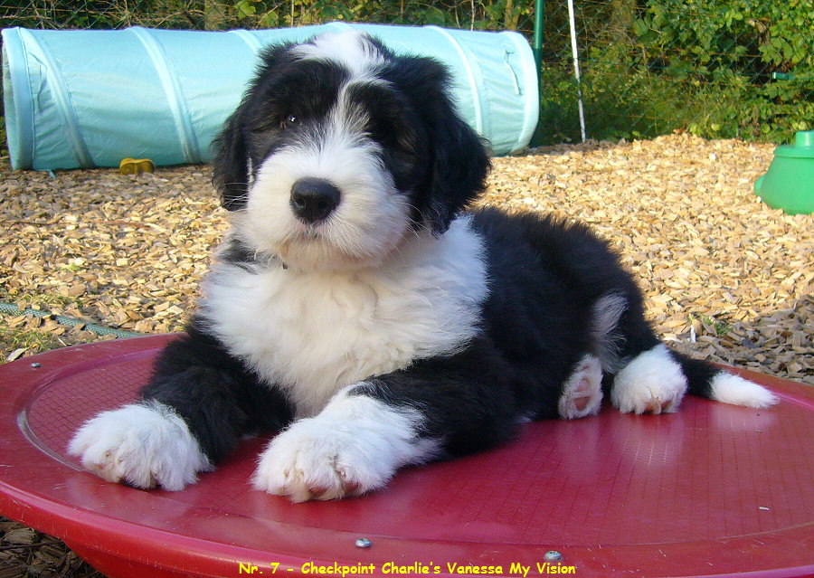 Nr. 7 - Checkpoint Charlies Vanessa My Vision