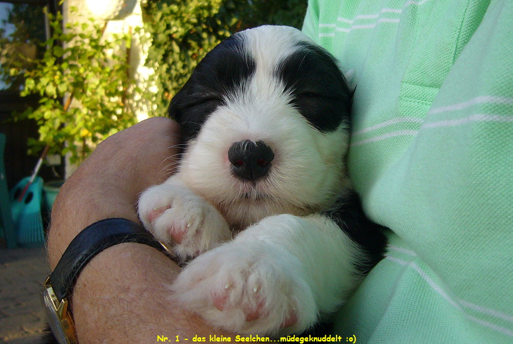 Nr. 1 - das kleine Seelchen...mdegeknuddelt :o)