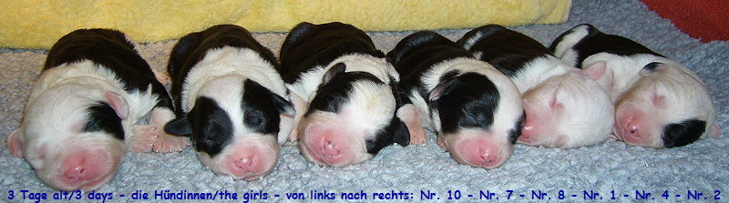 3 Tage alt/3 days - die Hndinnen/the girls - von links nach rechts: Nr. 10 - Nr. 7 - Nr. 8 - Nr. 1 - Nr. 4 - Nr. 2