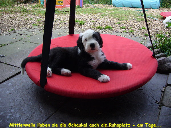 Mittlerweile lieben sie die Schaukel auch als Ruheplatz - am Tage...