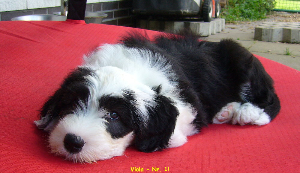 Viola - Nr. 1!