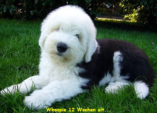 Whoopie 12 Wochen alt...