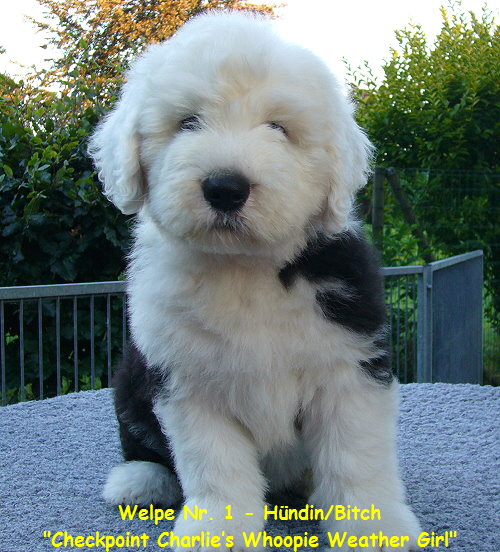 Welpe Nr. 1 - Hndin/Bitch

