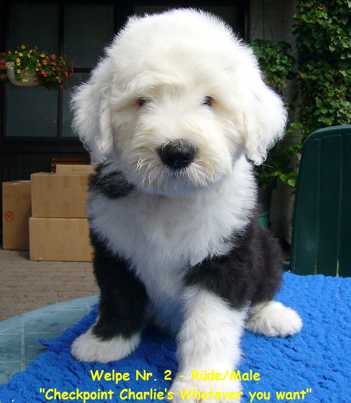 Welpe Nr. 2 - Rde/Male
