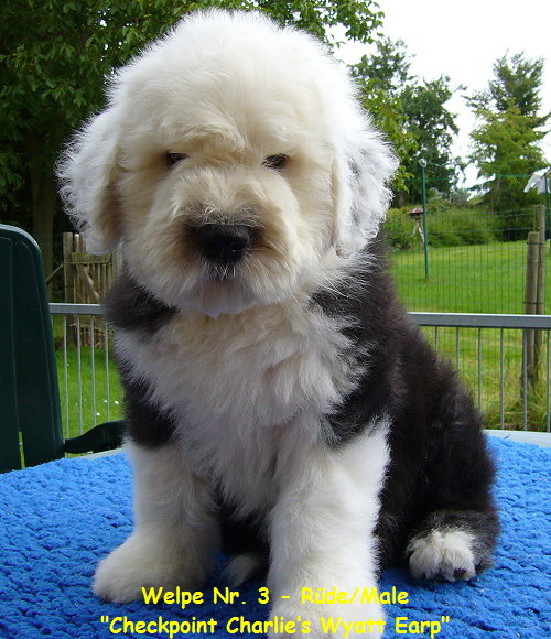 Welpe Nr. 3 - Rde/Male
